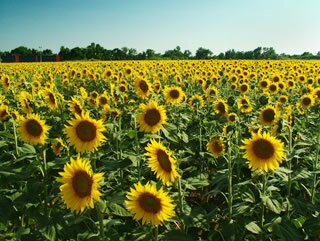 Languedoc in Summer
