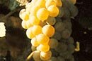 Chardonnay