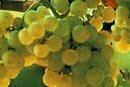 Chenin Blanc