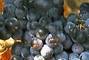 Granache Noir