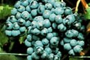 Merlot
