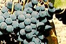Syrah