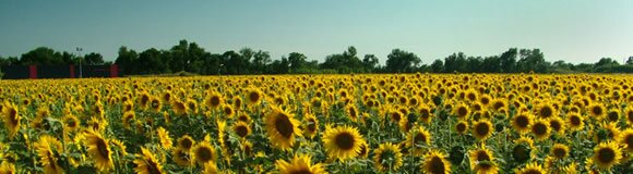 Languedoc in summer