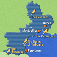 Bird watching in Languedoc