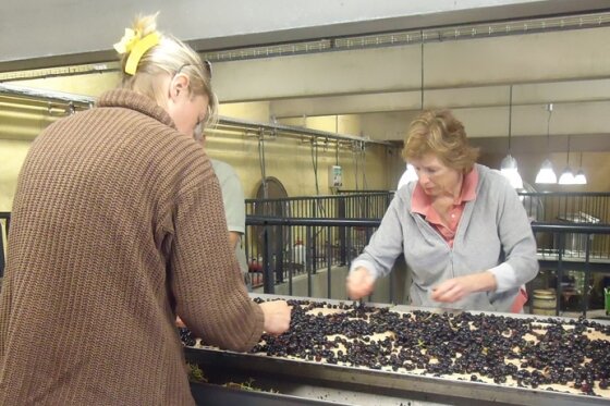 Grape sorting