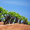 Languedoc Wine Certifications