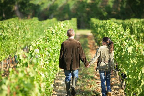 Languedoc's vineyards were made for walking through