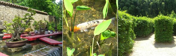 The Bonsai garden, Koi, and bamboo maze